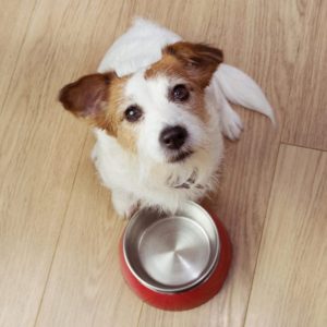 Veterinaria